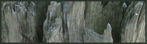 Gray_Weathered Wood_2012-08-17