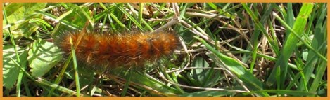 Brown caterpillar_2013-02-06