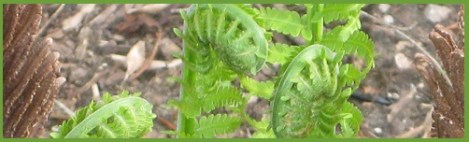 Green_ferns_2013-03-31