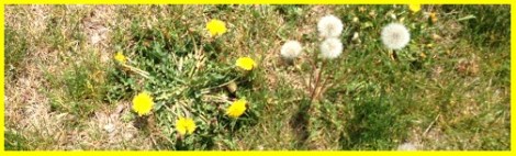 Yellow_Dandelions_2013-06-15