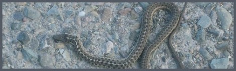 Gray_Montana snake_2010-09-13