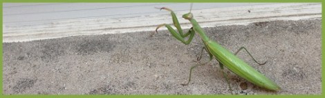 Green_Praying Mantis