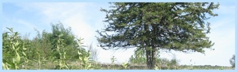 Blue_Rock Creek_2012-08-17