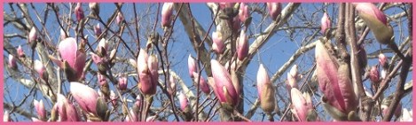 Pink_magnolia