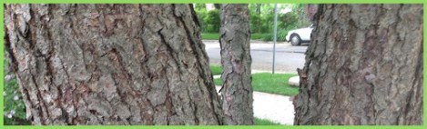 green_bark