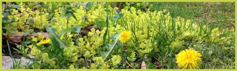 Yellow-green_dandelions