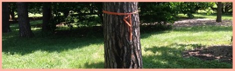 orange_ribbon tree