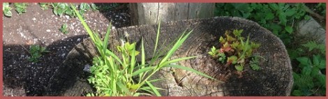 red-plants in stump