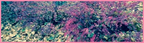 Pink_autumns