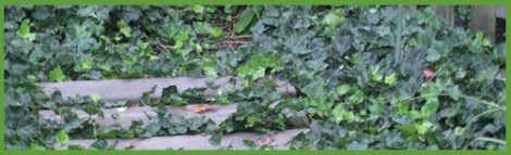 Green_ivied slats_2012-07-31