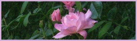 Violet_roses_2012-08-01
