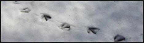 black_goose tracks