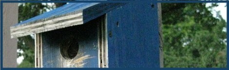 Blue_bird house_2012-07-30