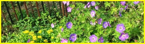 yellow_other flowers