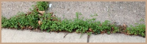 brown_sidewalk crack