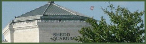 Green_Shedd Aquarium_2012-08-03