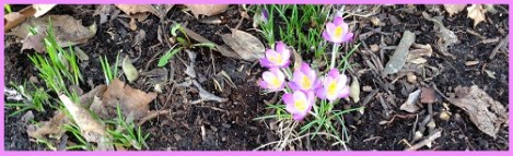 purple_crocuses 2