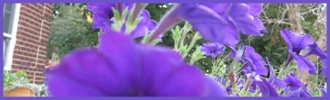 Violet_petunias_2012-07-31