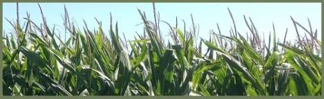 green corn field