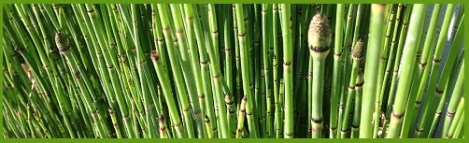 Green_bamboo_2013-08-15