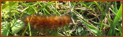 brown-caterpillar