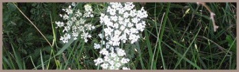 gray_queen-anne_2012-08-17