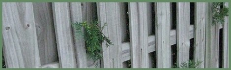green_fenced-evergreens_2012-07-30