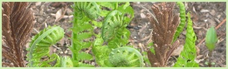green_ferns